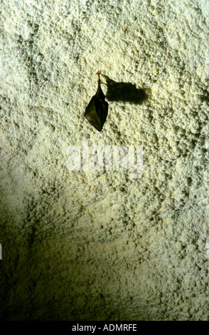 Mazze di ferro di cavallo (Rhinolophus spec.), bat sul muro, Francia Foto Stock