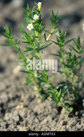 Hedge issopo (Gratiola officinalis), fioritura Foto Stock