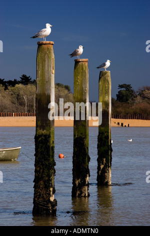 Tre gabbiani seduto su tre posti di legno su una molla pomeriggio al traghetto Felixtowe Inghilterra Suffolk REGNO UNITO Foto Stock