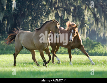 Due American Quarter Horse castrazione amici giocare nel paddock aperto Foto Stock