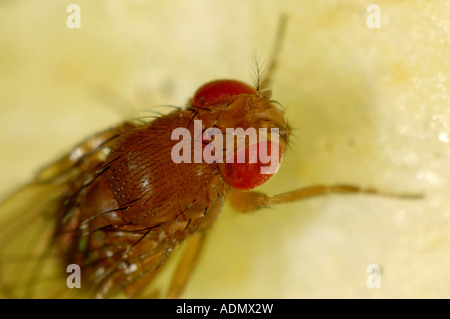 Adulto mosca della frutta drosophila sp un genere utilizzato per esperimenti a causa del loro rapido ciclo di allevamento Foto Stock
