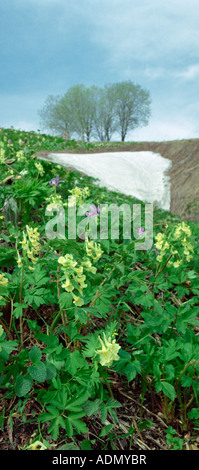 Giallo (toadflax Linaria vulgaris, Plantaginaceae). Montagne di Altai. La Siberia. La Russia Foto Stock