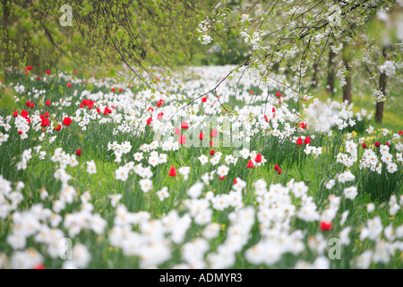 "Cambridge spalle' in primavera, narcisi e tulipani e la primavera sbocciano i fiori. Foto Stock