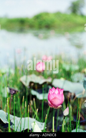 Visualizzazione verticale di rosa lotus lake, Paya Indah zone umide, Malaysia Foto Stock