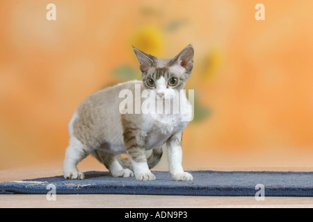 Devon Rex Cat Foto Stock