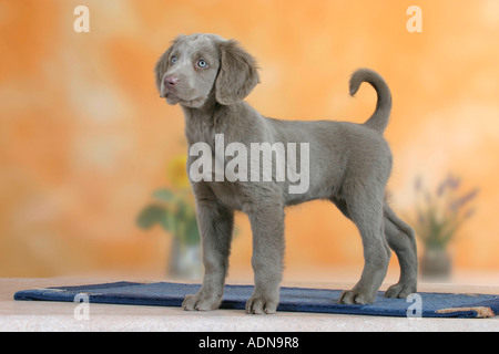 Con i capelli lunghi Weimaraner, cucciolo, 9 settimane Foto Stock