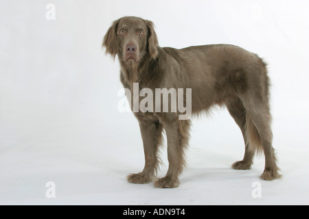 Con i capelli lunghi Weimaraner Foto Stock