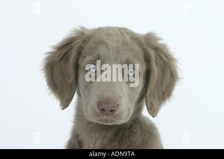 Con i capelli lunghi Weimaraner, cucciolo, 10 settimane Foto Stock