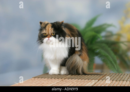 Gatto persiano, nero-tortie-bianco Foto Stock