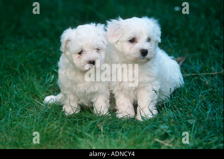 Cuccioli Maltese, 6 settimane Foto Stock