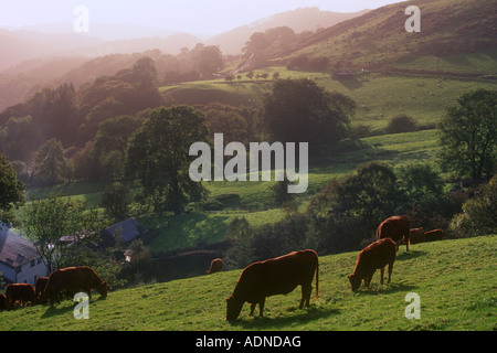 Vacche su una collina nei pressi di Cwmystwyth Ceredigion Dyfed West Wales UK Foto Stock