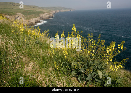 Cavolo selvatico, Brassica oleracea, sulla costa del Dorset Foto Stock