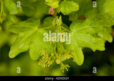 Acero campestre (Acer campestre) in fiore, close-up Foto Stock