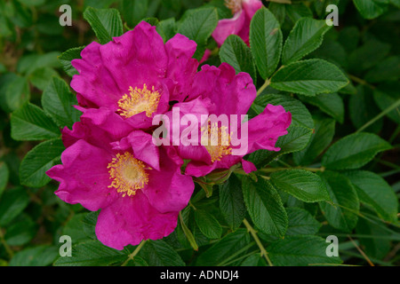 Deep pink rose selvatiche in fiore Foto Stock