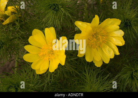 Giallo Fagiano's eye Adonis vernalis da est Europa e Svezia Foto Stock