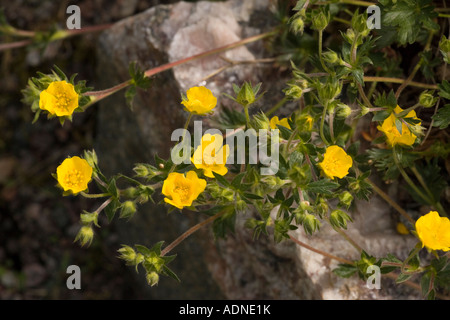 Alpine cinquefoil Potentilla crantzii Regno Unito e Europa del Nord Foto Stock