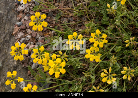 Piccolo Scorpion vetch, Coronilla vaginalis S Europe Foto Stock