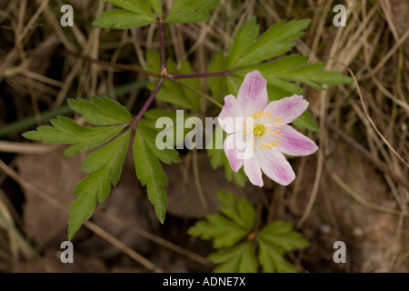 Anemone di legno, Anemone nemorosa, Rosa forma Svezia Foto Stock