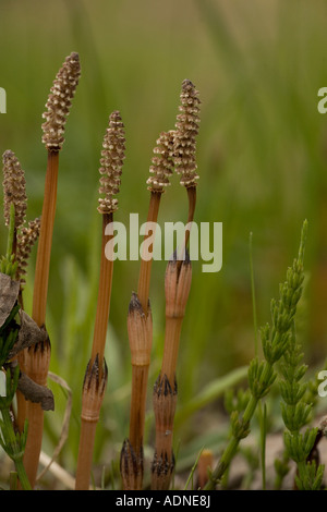 Campo comune o di equiseto Equisetum arvense con coni fertile in primavera e frond sterile sulla destra Foto Stock