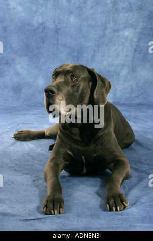 Alano, 10 anni Foto Stock