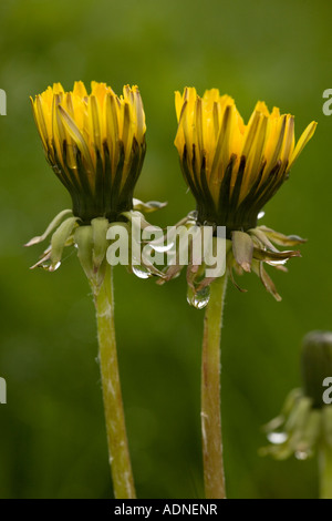 Comune di tarassaco (Taraxacum officinale) fiori chiusa fino nella piovosa opaco , close-up, REGNO UNITO Foto Stock