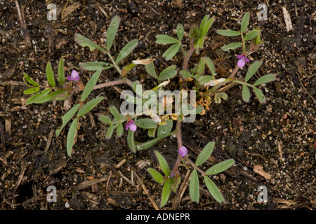 La molla veccia sul suolo sabbioso Vicia lathyroides rari nel Regno Unito Foto Stock