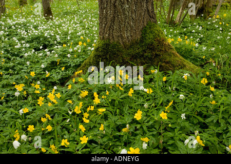 Anemoni gialli ranunculoides Anemone con legno di anemoni Anemone nemorosa , Halltorps Hage woodland Oland isola della Svezia Foto Stock