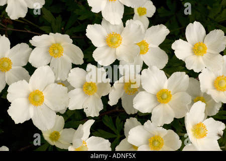 Snowdrop windflower Anemone sylvestris in Svezia Foto Stock