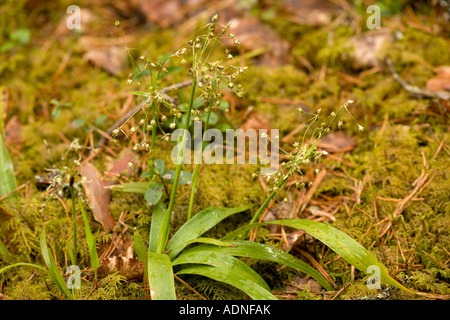 Legno pelose rush Luzula pilosa raro bosco impianto NEL REGNO UNITO Foto Stock