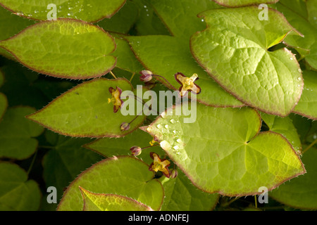 Alpine barrenwort Epimedium alpinum Alpi Foto Stock