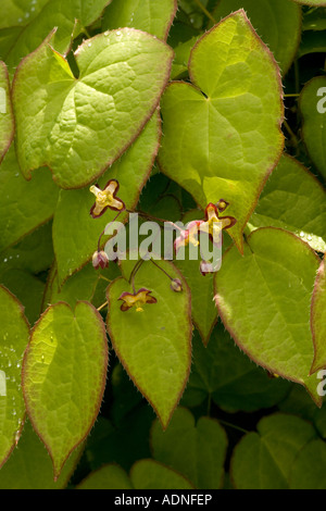 Alpine (barrenwort Epimedium alpinum) Foto Stock