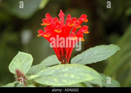 Scutellaria costaricana zucchetto rosso scarlatto fiore Foto Stock