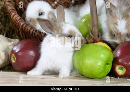 Giovani Lion-maned lop-eared Dwarf Rabbit Foto Stock