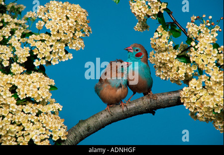 Rosso-cheeked Waxbills blu, coppia (Uraeginthus bengalus) rosso-cheeked cordon-bleu Foto Stock