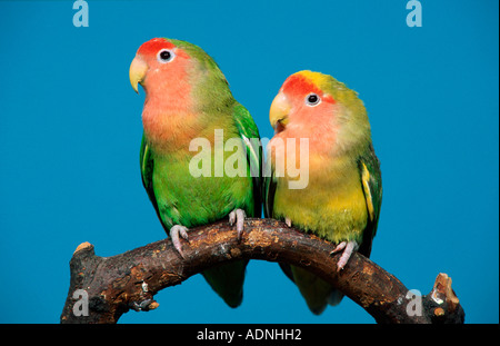 Peach-di fronte Innamorati (Agapornis roseicollis) Foto Stock