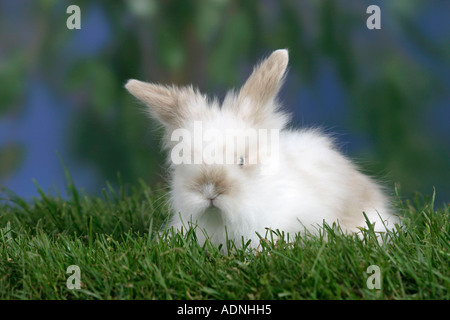 Giovani Teddy Lop dalle orecchie di coniglio, 5 settimane Foto Stock