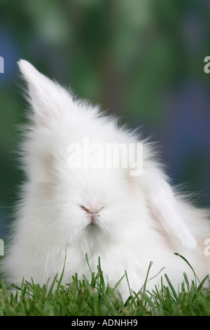 Giovani Teddy Lop dalle orecchie di coniglio, 5 settimane Foto Stock