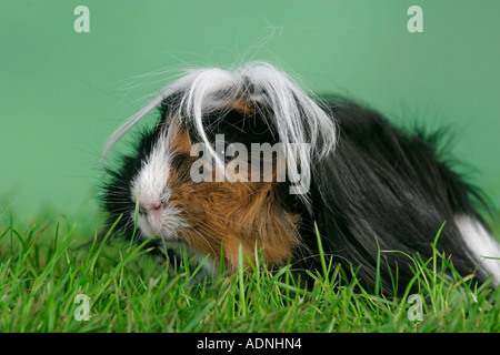 In Perù Guinea Pig Foto Stock