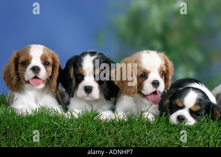 Cavalier King Charles Spaniel cuccioli, 8 settimane, tricolore e Blenheim Foto Stock