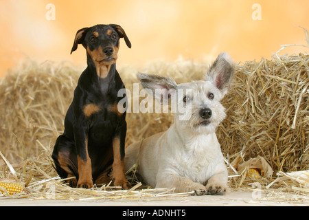 Pinscher Tedesco, cucciolo, dieci settimane e non di razza cane Foto Stock