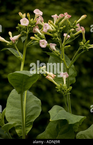 Tabacco pianta, Nicotiana tabacum raccolto diffuso Foto Stock