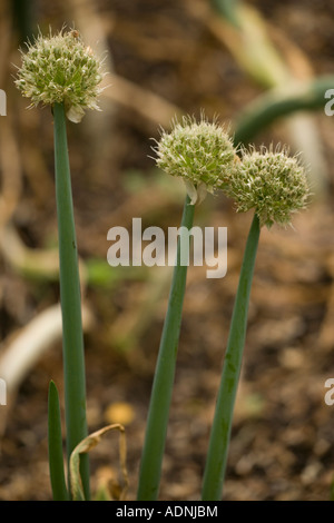 Scalione, cipolla gallese, o cipolla verde, Allium fisturlosum, in giardino Foto Stock