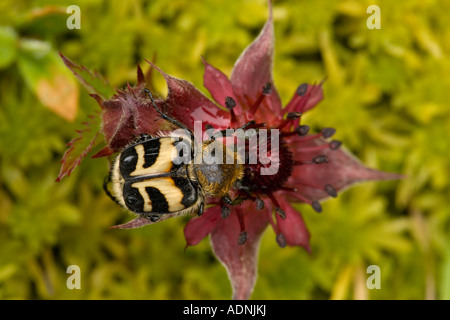 Ape fetle, o chafer di ape, Trichius fasciatus, che si nutre di palude cinquefoil fiore potentilla palustris raro nel Regno Unito Foto Stock