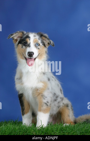 Pastore australiano, blu-merle, odd-eyed, cucciolo, 3 mese Foto Stock