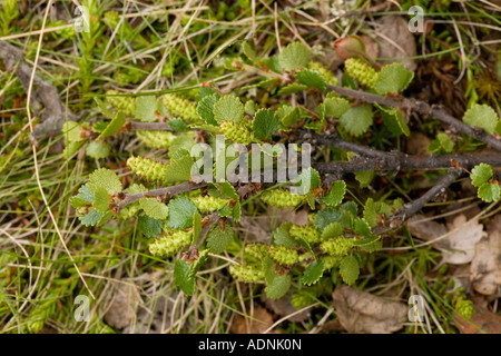 Betulla nana, Betula nana, in fiore e con frutta in via di sviluppo raro nel Regno Unito Foto Stock