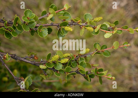 Betulla nana, Betula nana, in fiore e con frutta in via di sviluppo raro nel Regno Unito Foto Stock