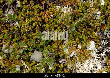 Tundra artica con nana Betula betulla nana crowberry Empetrum hermaphroditum e licheni Cetraria nivalis Norvegia Foto Stock