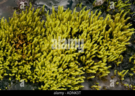 Un altopiano di moss Philonotis fontana Scozia Scotland Foto Stock