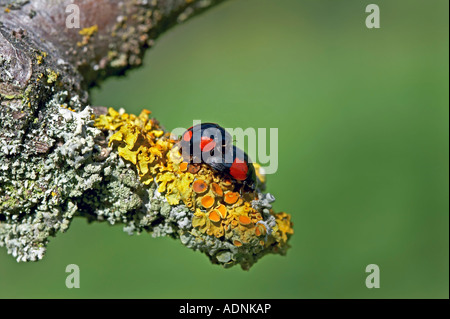 Maschio e femmina di quattro melanico maculato coccinelle coniugata su un lichene ramo coperti Foto Stock