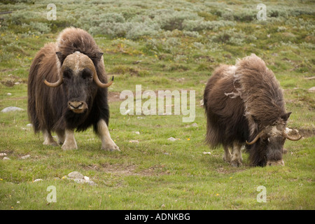 Muskox (Ovibos moschatus) in campo, Norvegia, Europa Foto Stock